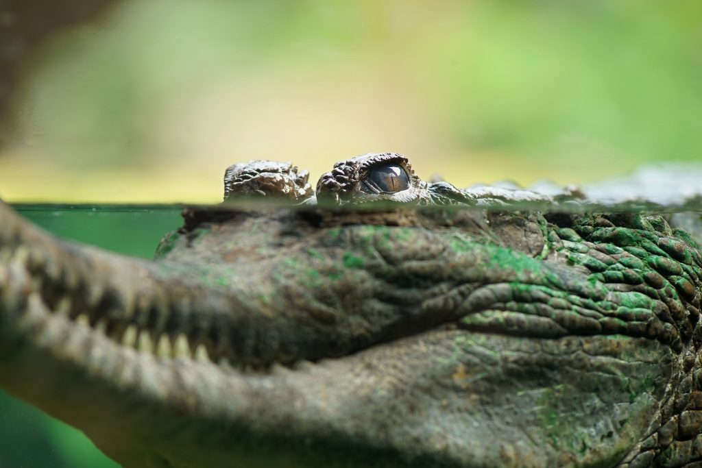 Crocodile Background