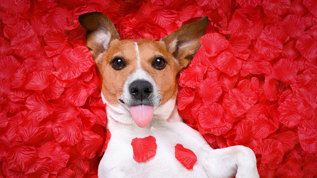 Jack Russell Terrier Full HD Wallpaper