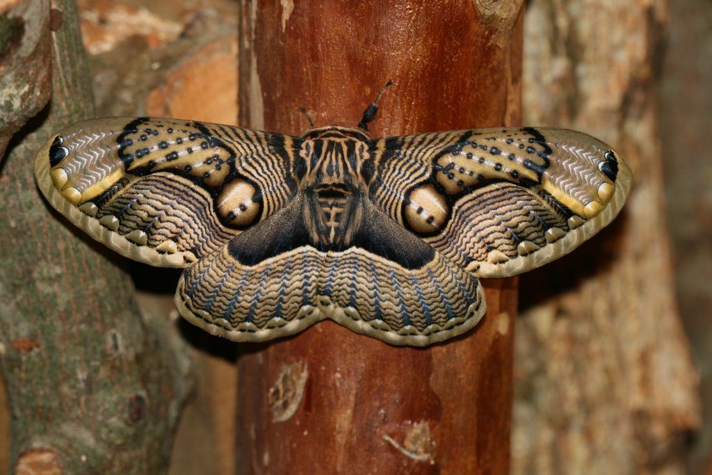 Moth Background