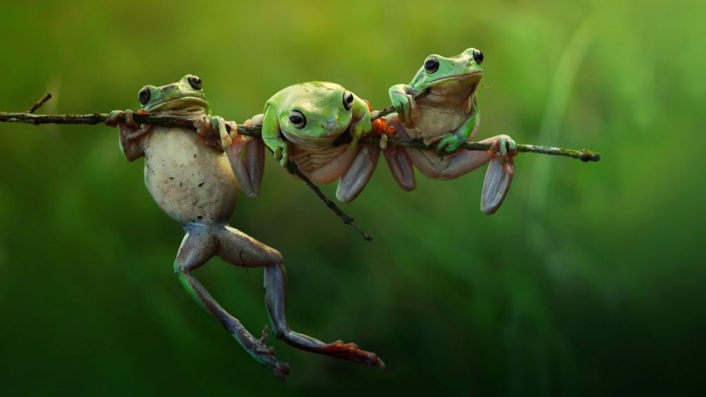 Tree Frog Full HD Wallpaper
