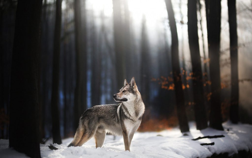 Wolfdog Widescreen Wallpaper