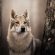 Wolfdog Wallpapers