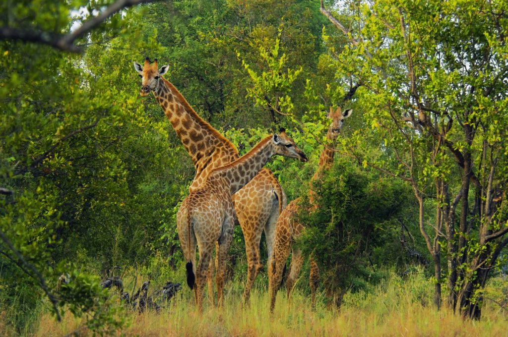 Giraffe Background