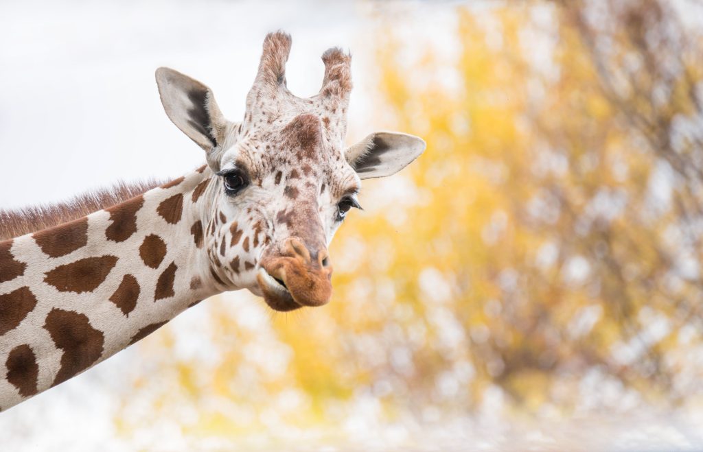 Giraffe Background