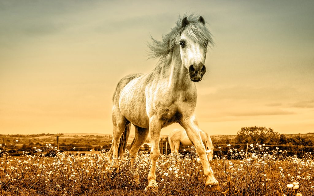 Horse Widescreen Wallpaper