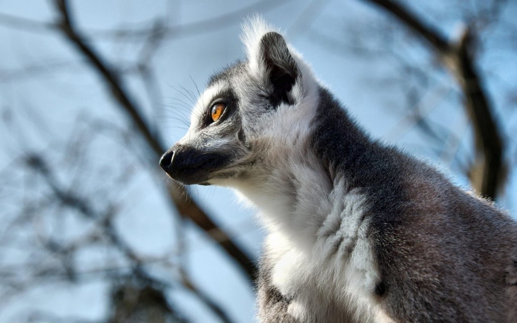 Lemur Widescreen Background