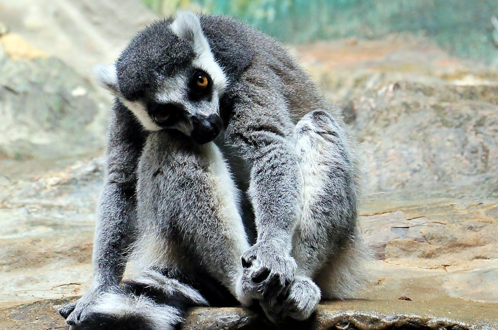Lemur Background