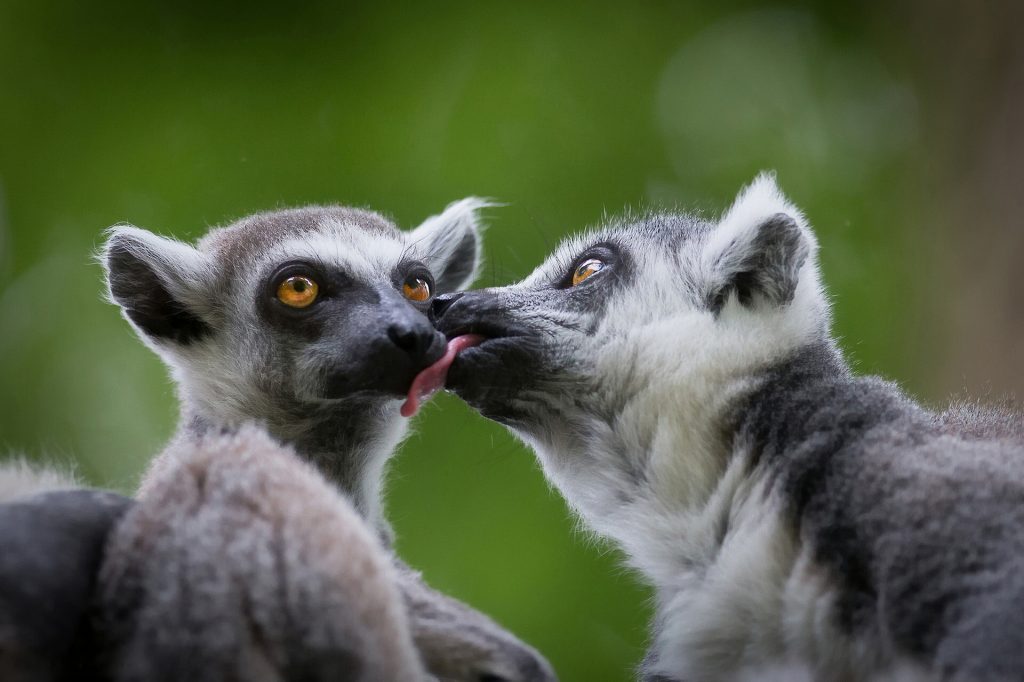 Lemur Background