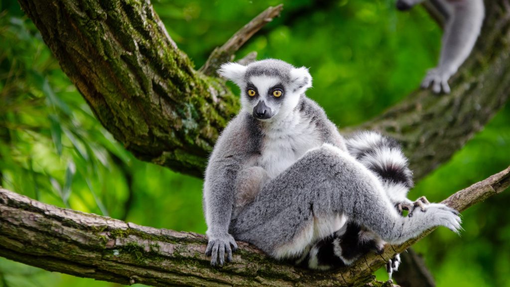 Lemur Dual Monitor Background
