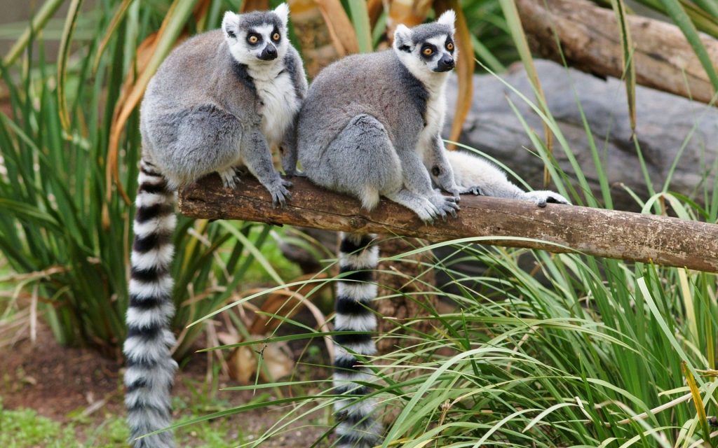 Lemur Widescreen Background