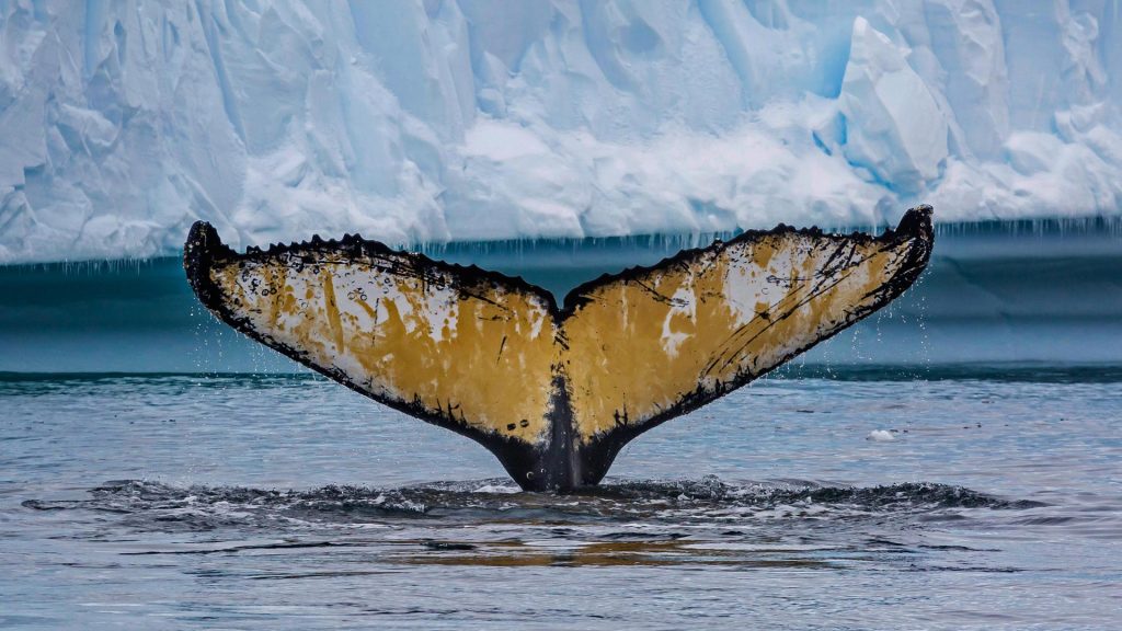 Whale Full HD Wallpaper