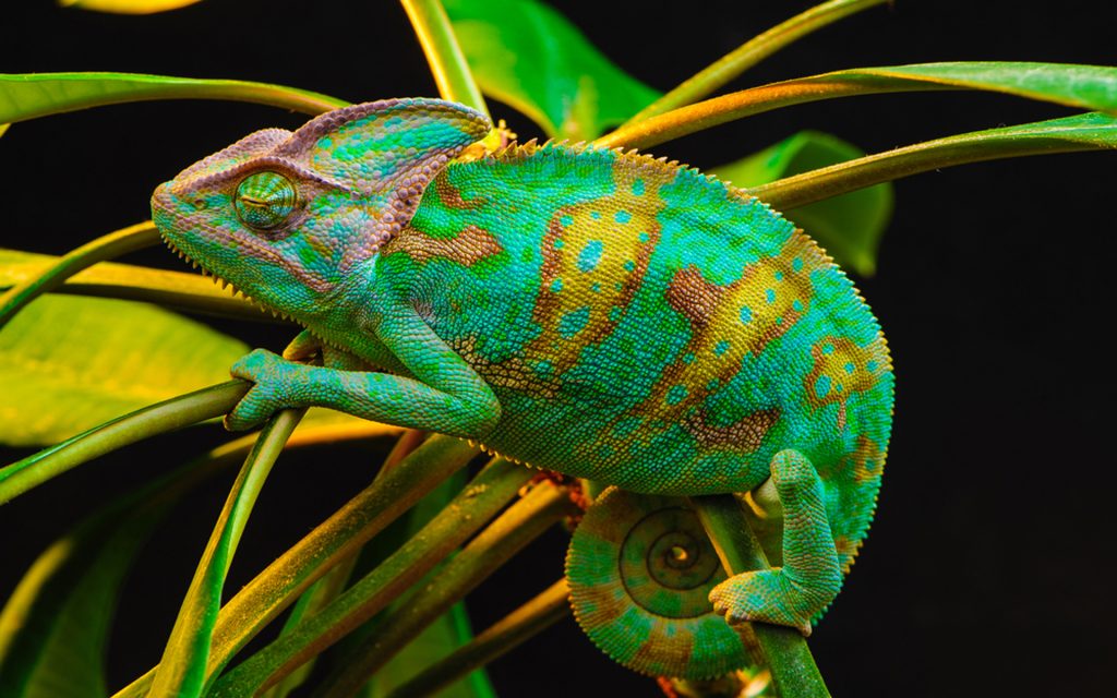 Chameleon Widescreen Background