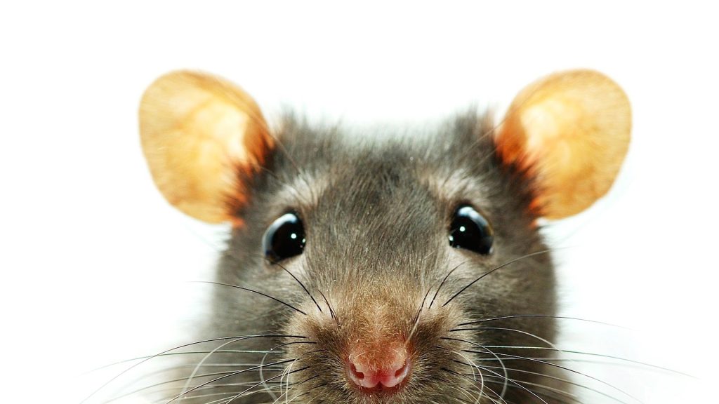 Mouse Full HD Background