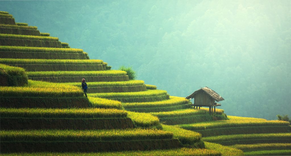 Rice Terrace Background