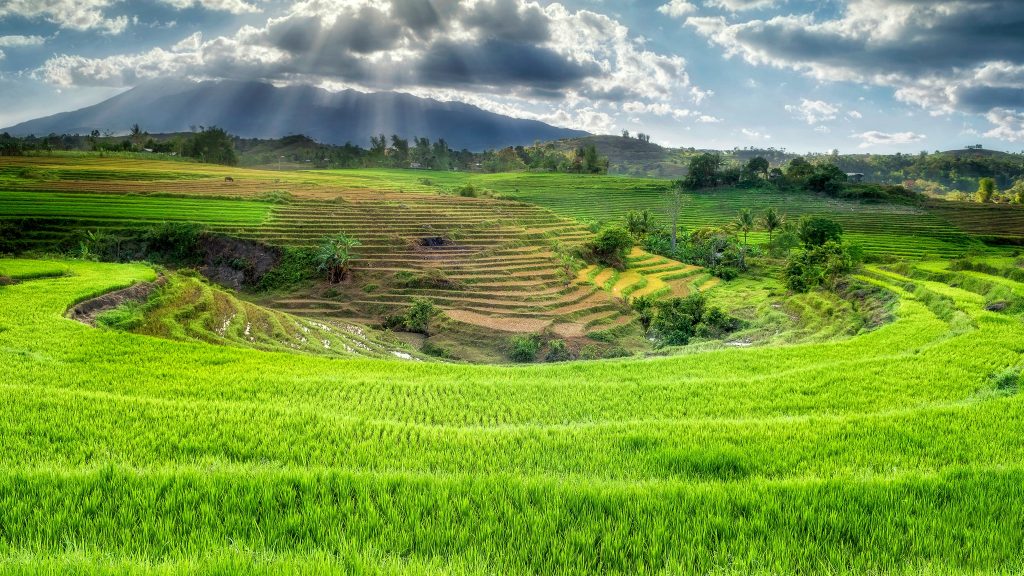 Rice Terrace Dual Monitor Background