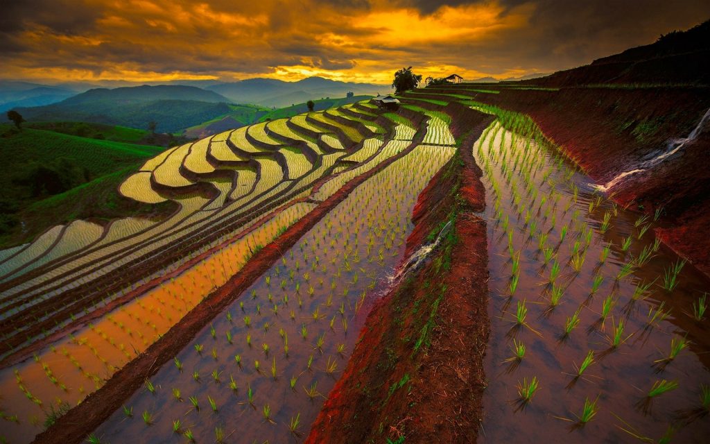 Rice Terrace Widescreen Background