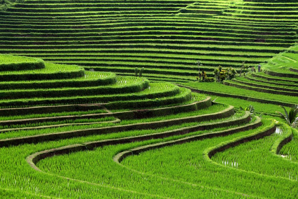 Rice Terrace Background
