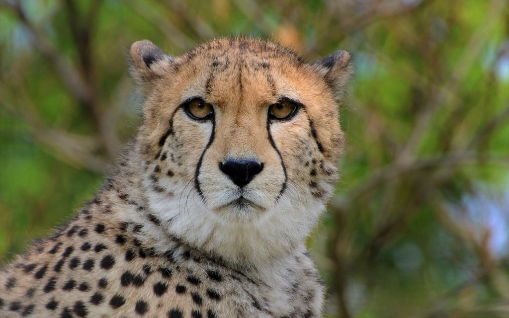 Cheetah Widescreen Wallpaper