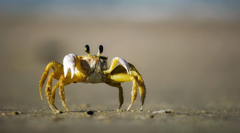 Crab Background