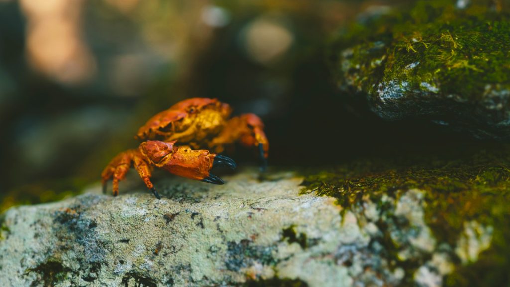 Crab Full HD Background