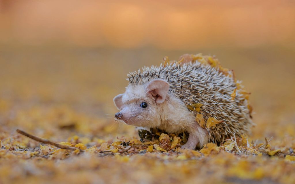Hedgehog Background