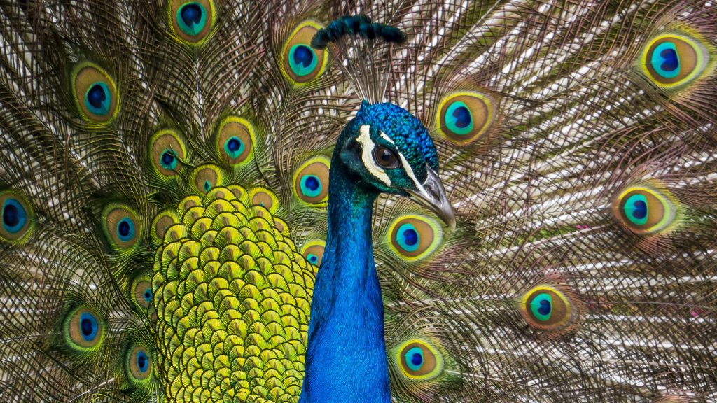 Peacock Quad HD Wallpaper