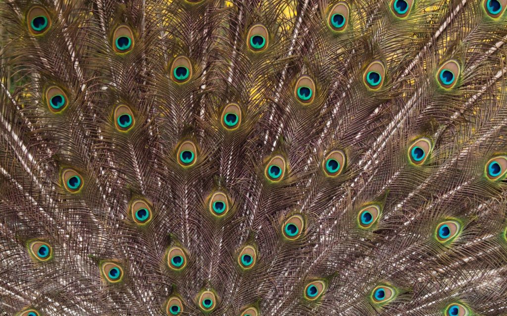Peacock Widescreen Wallpaper