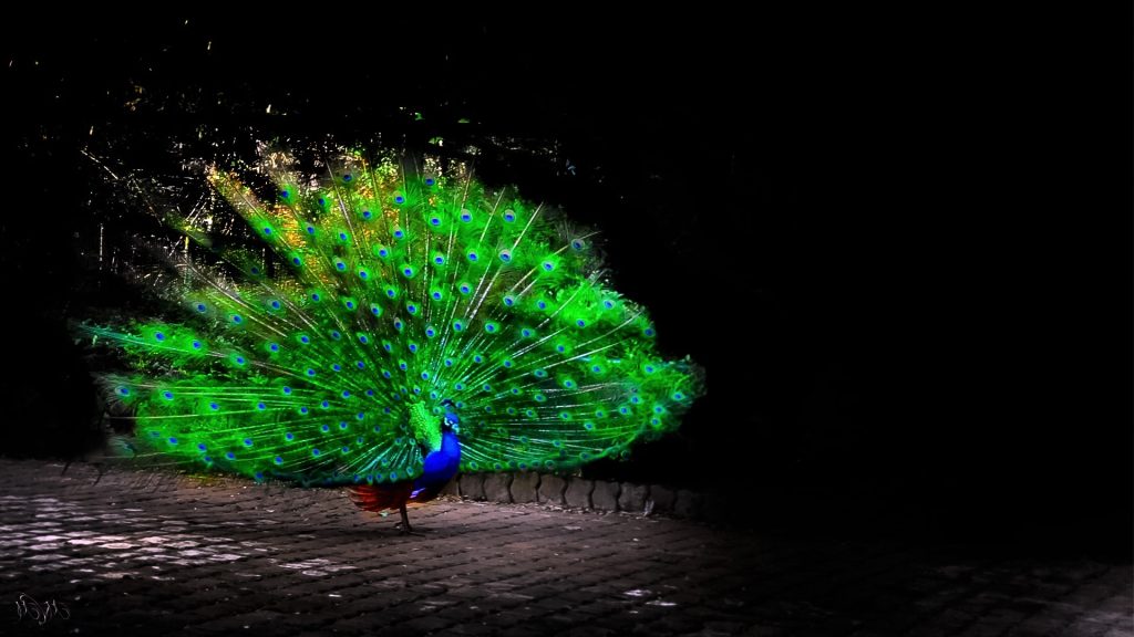 Peacock Full HD Wallpaper