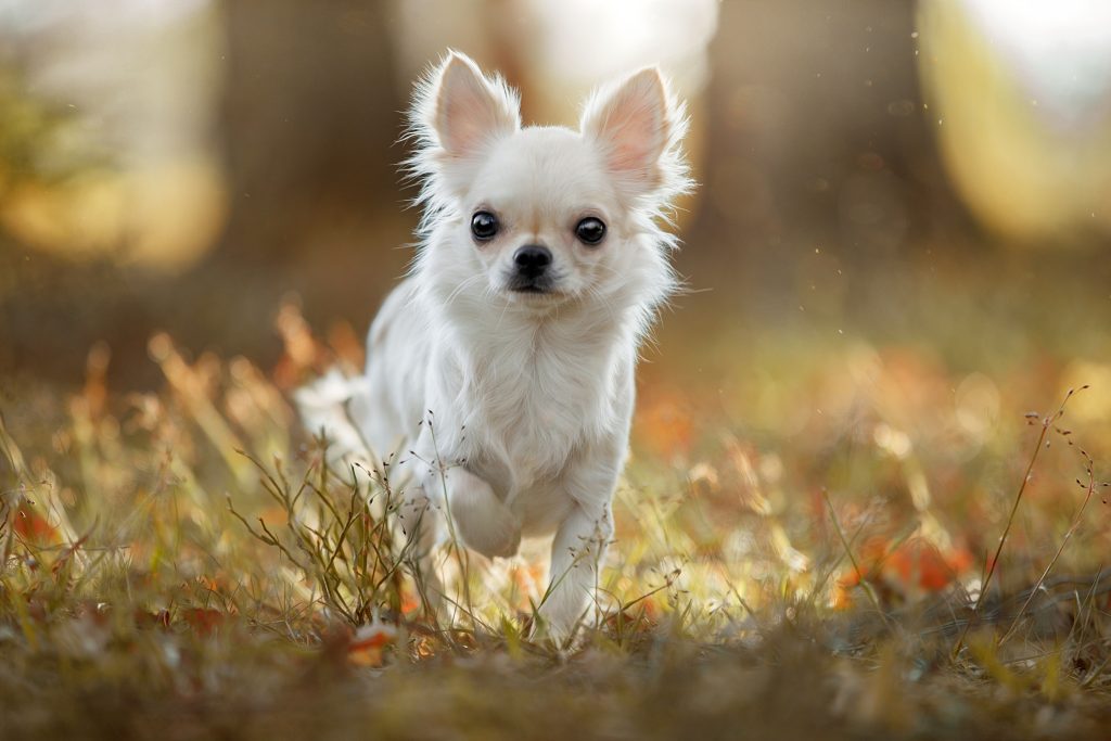 Chihuahua Background