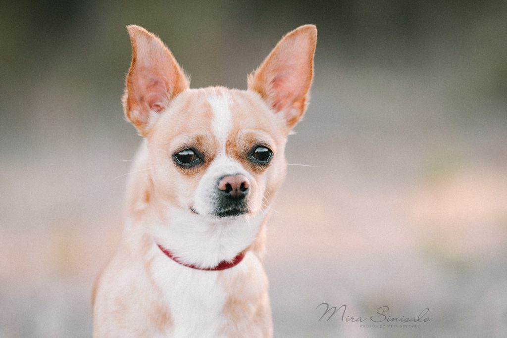 Chihuahua Background