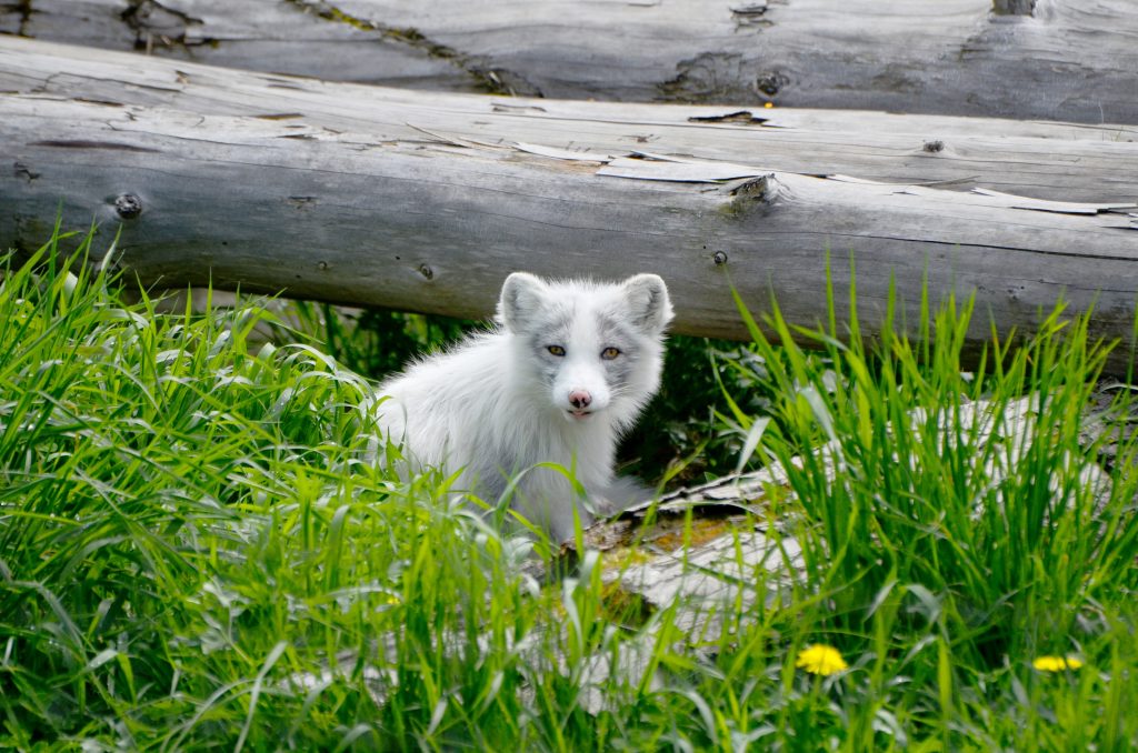Arctic Fox Background