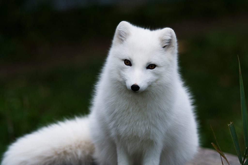 Arctic Fox Background