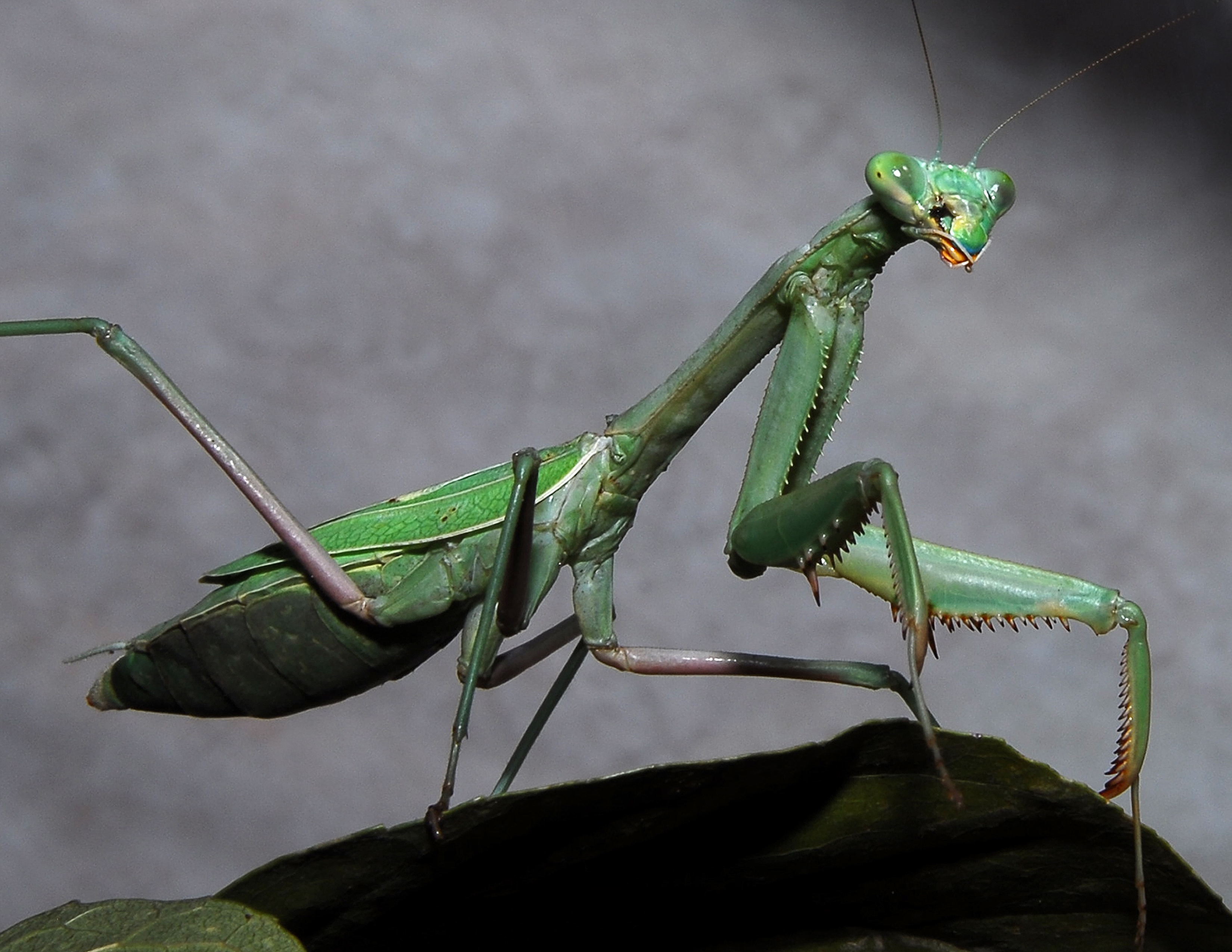Богомолов животное. Жук богомол. Мантис богомол. Земляной богомол (Geomantis Larvoides). Praying Mantis насекомое.