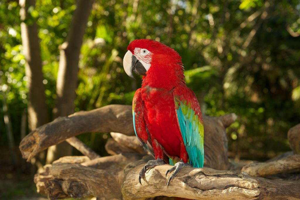 Red-and-green Macaw Wallpaper