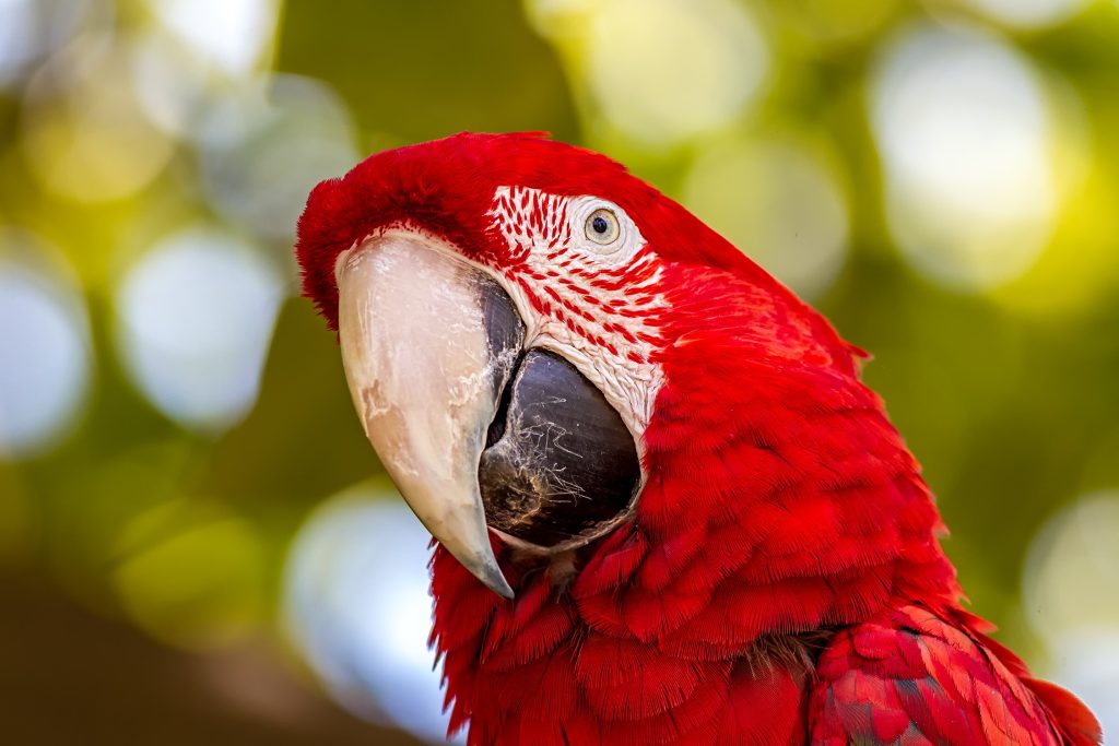 Red-and-green Macaw Wallpaper