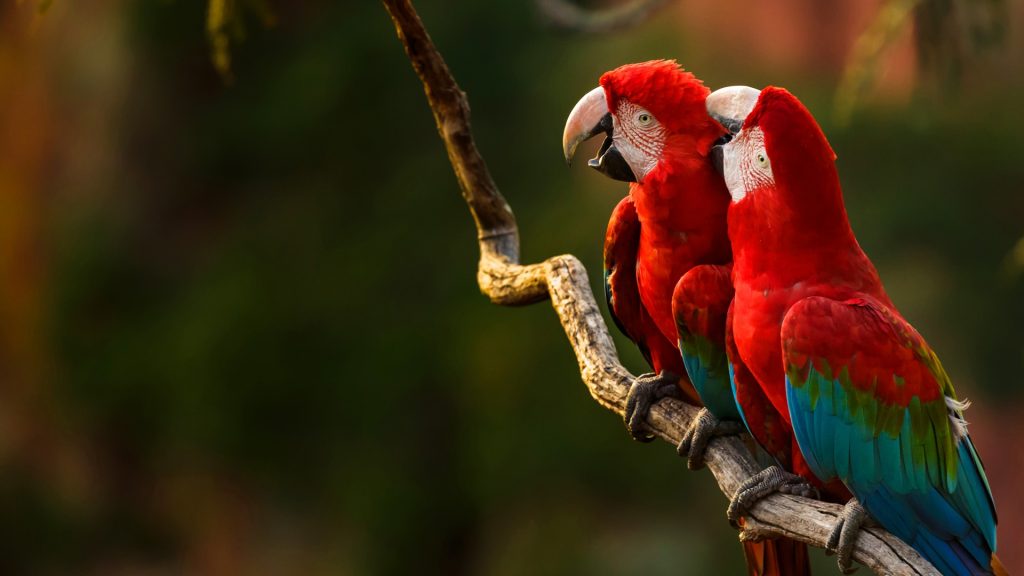 Red-and-green Macaw Full HD Wallpaper