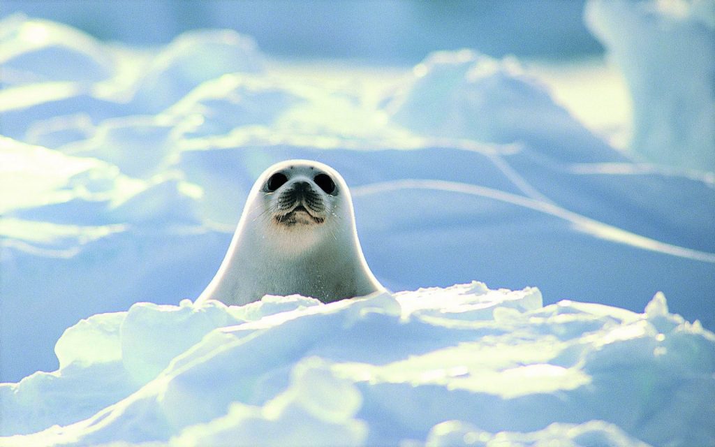 Seal Widescreen Background