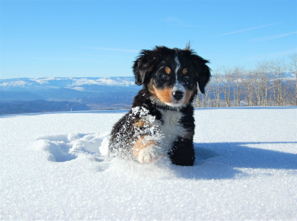 Bernese Mountain Dog Background