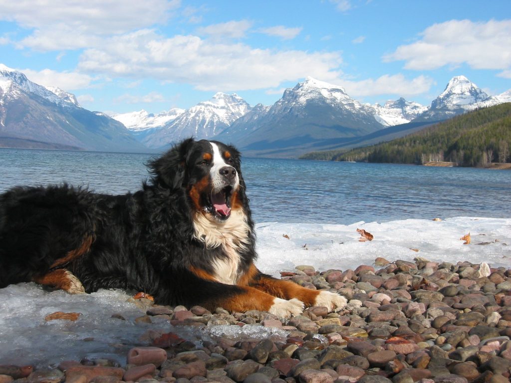 Bernese Mountain Dog Background