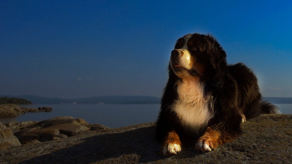 Bernese Mountain Dog Quad HD Background