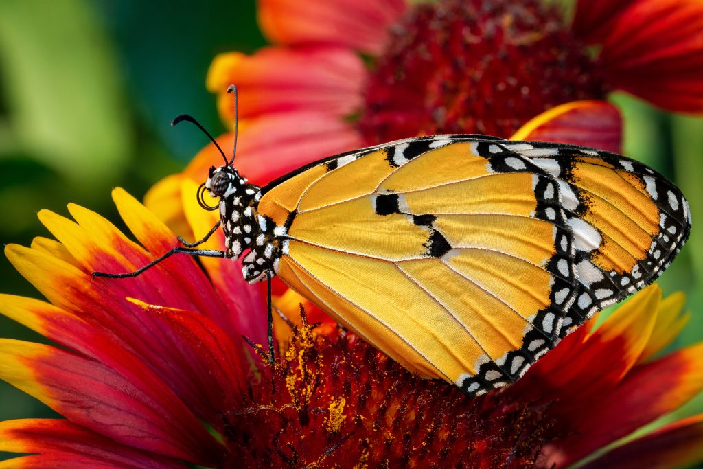 Butterfly HD Background
