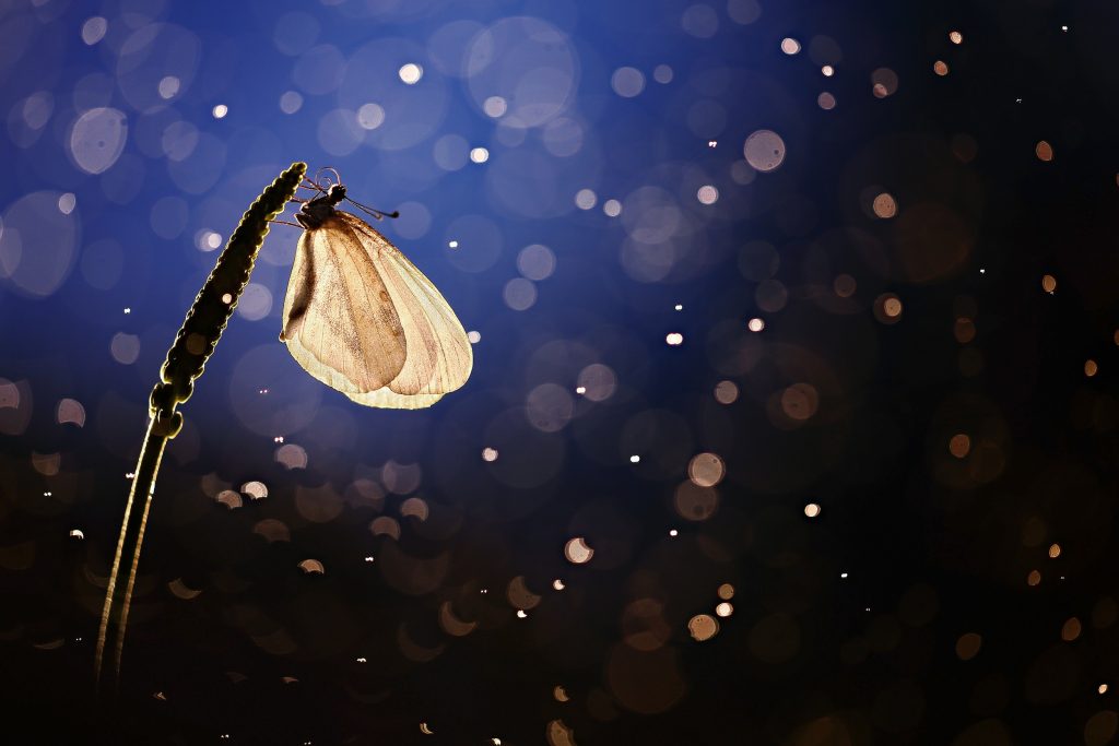 Butterfly HD Background