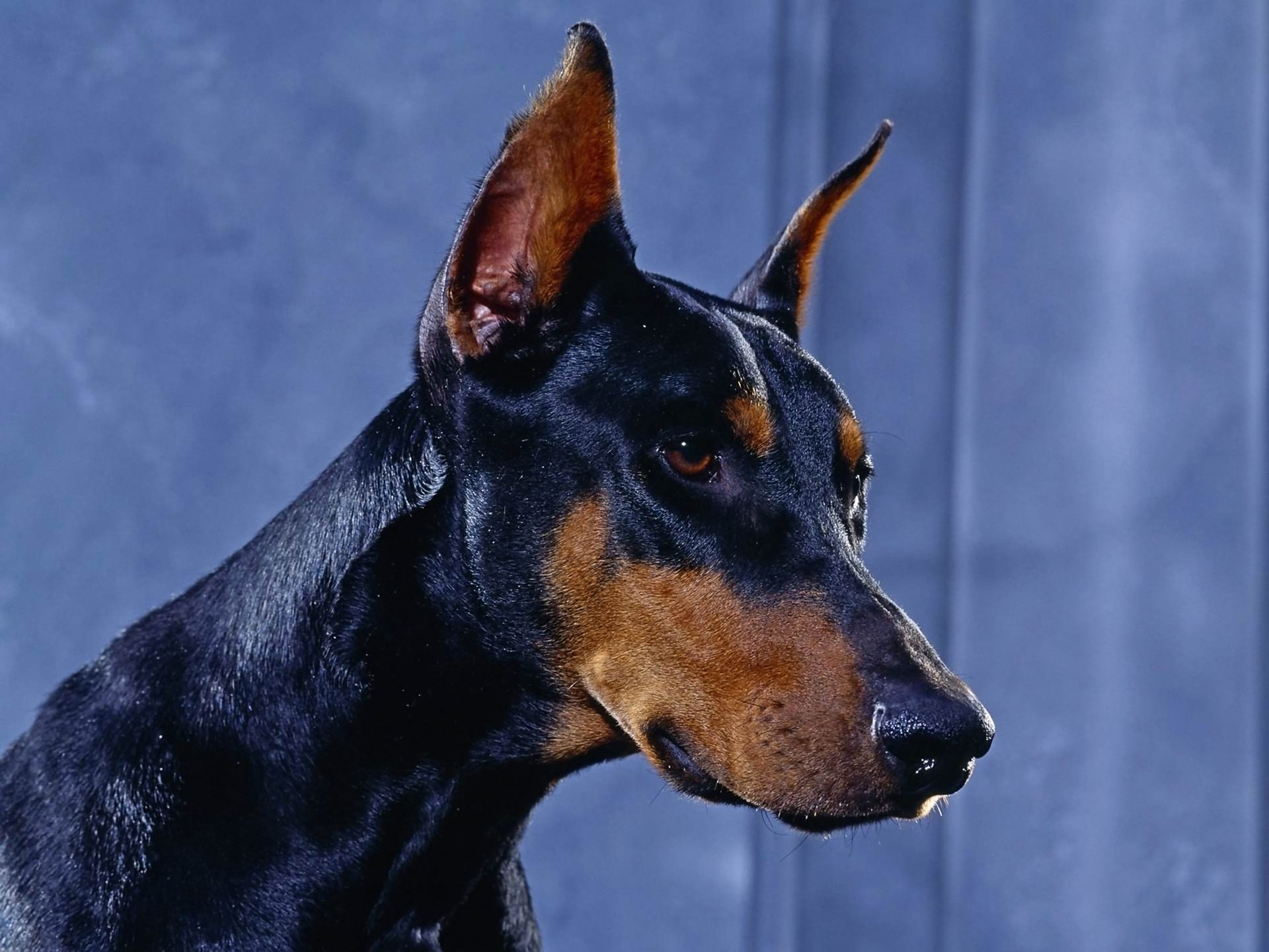 Порода собаки доберман фотографии