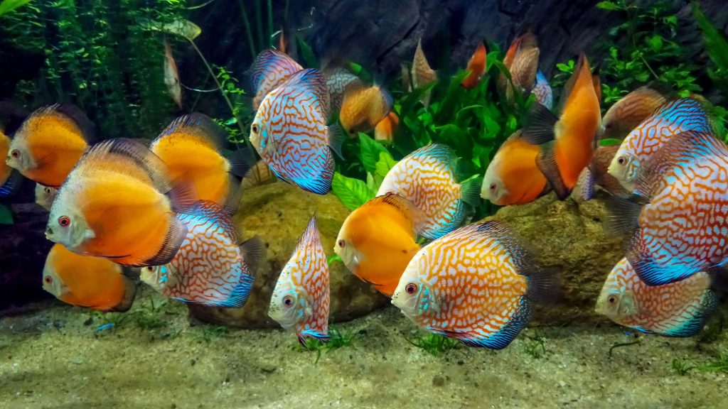 Fish Quad HD Wallpaper