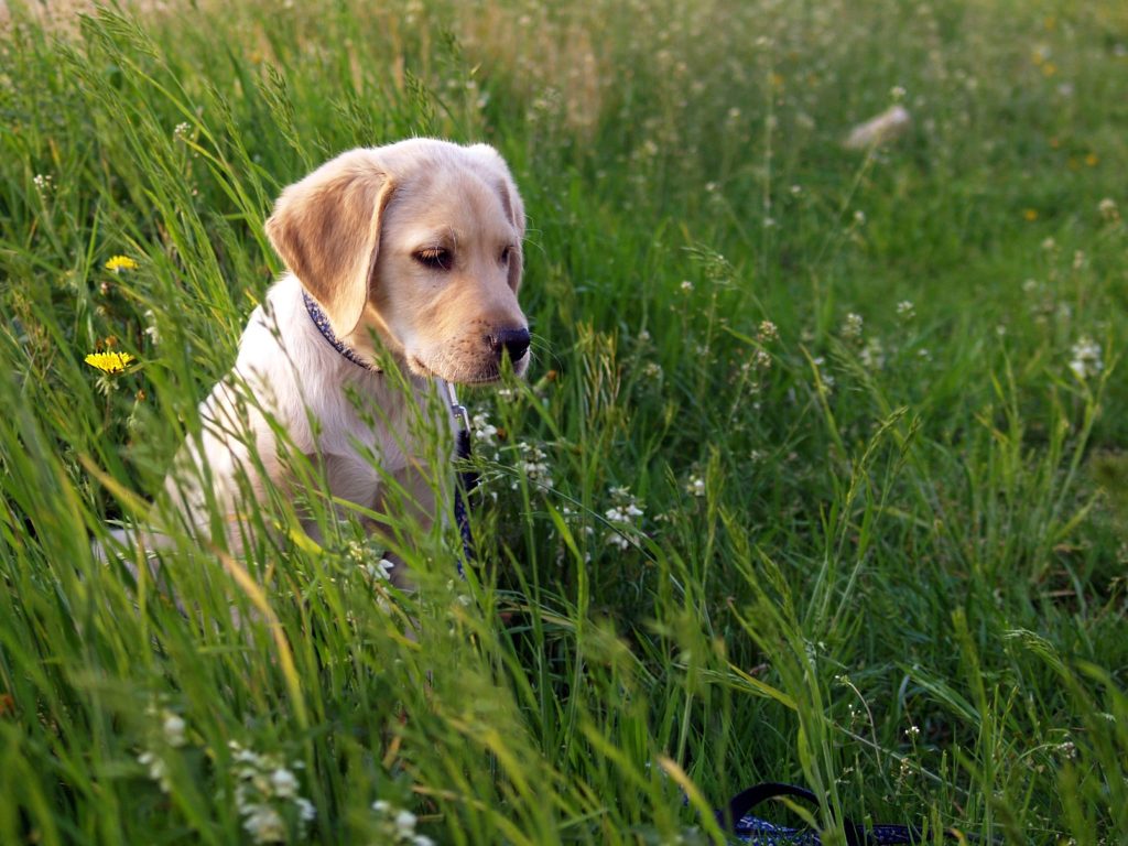 Labrador Retriever Background