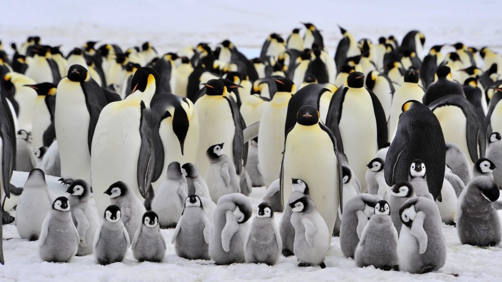 Penguin Quad HD Background