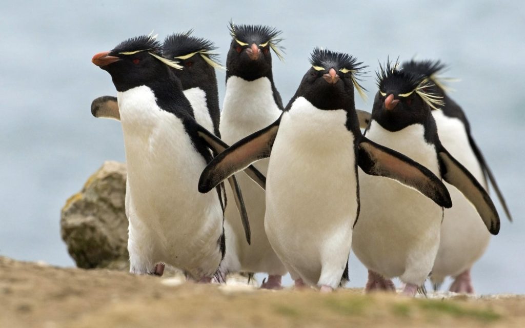 Penguin Widescreen Background
