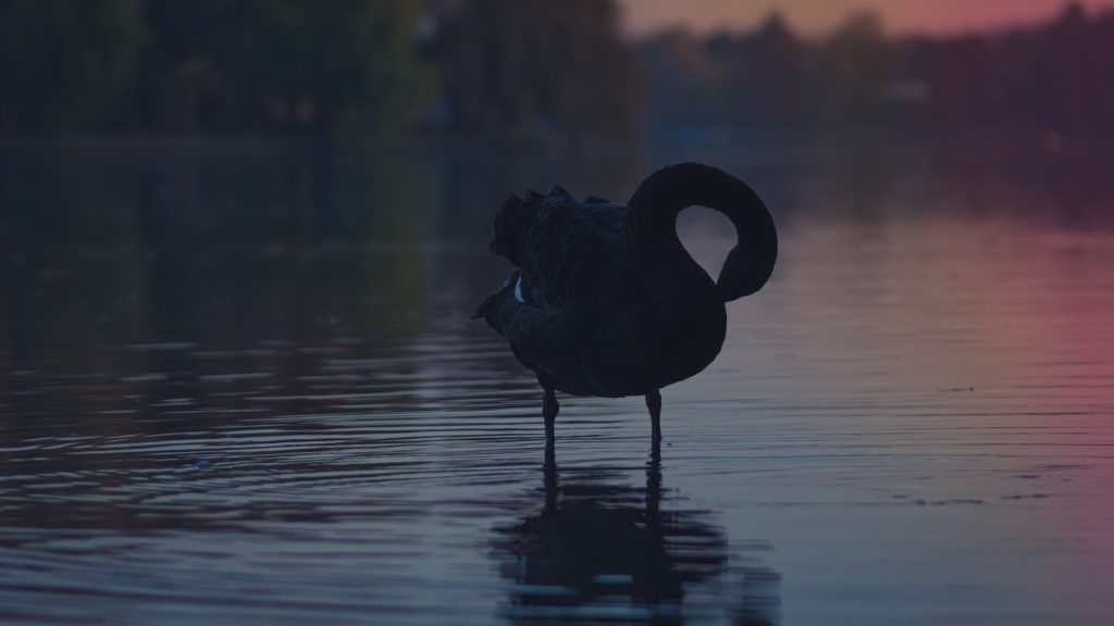 Black Swan Quad HD Wallpaper