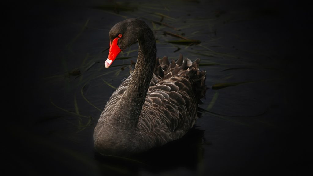 Black Swan Full HD Wallpaper