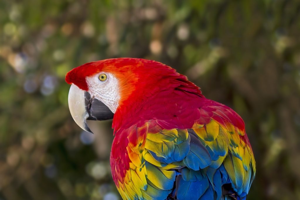 Scarlet Macaw Wallpaper